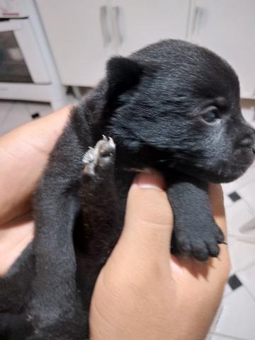 Filhote Chow Chow com labrador - Foto 2