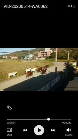 Vacas