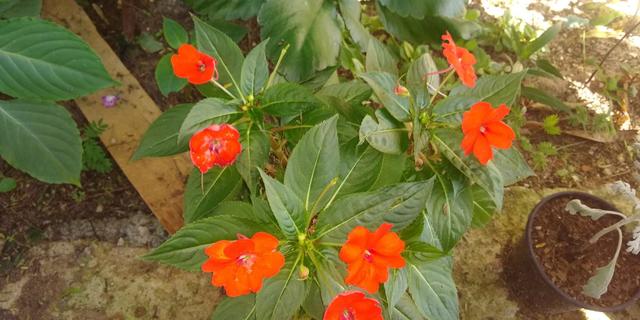 Troco plantas - plantinhas - muda - mudinhas - Foto 5