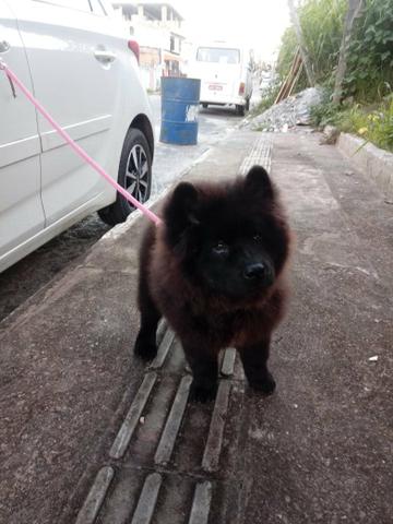 Chow chow