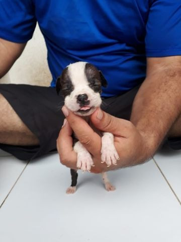Vendo filhote de Pitbull