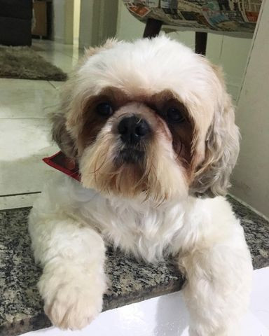 Procuro namorada - Shih Tzu - Foto 2