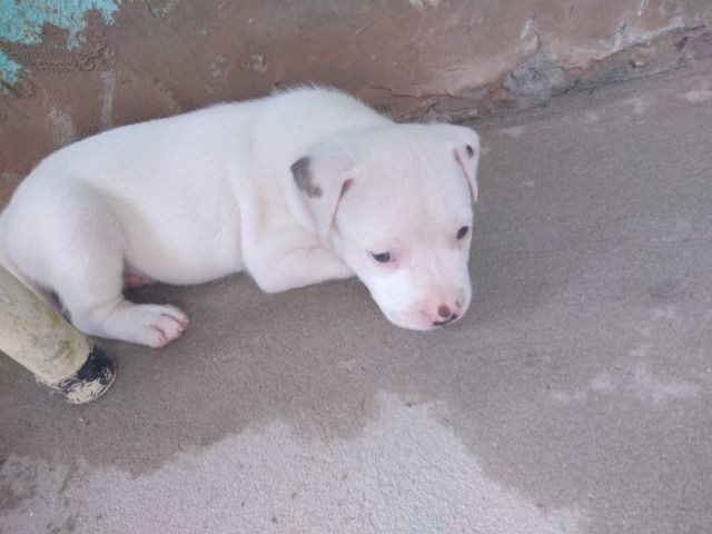Filhote de pitbull - Foto 2