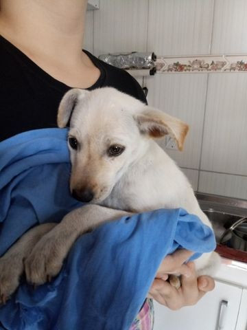 Cadelinha