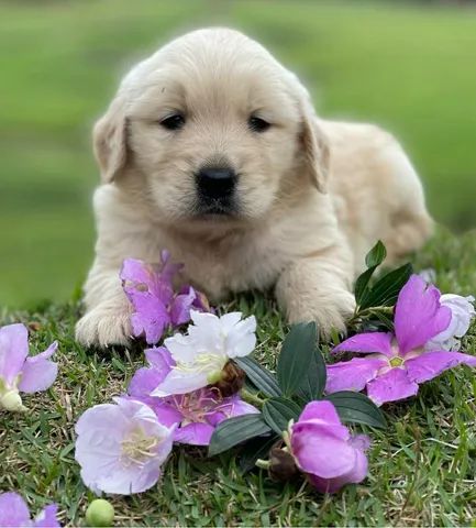 Golden Retriever bem fofinhos $$ - Cachorros e acessórios - Perdizes, São  Paulo 904740490