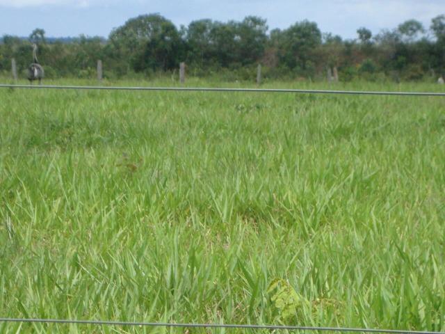 Fazenda em Pedro Afonso - 270 km Distante de Palmas - Foto 14