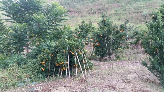 Sítio com 4 alqueires em Sumidouro - Rancho da Alegria - Foto 9