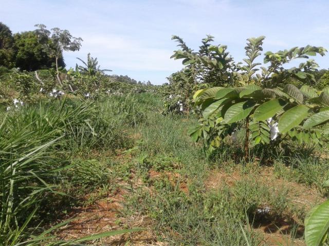Sítio de 2 alqueires e 1 quarta em Carlópolis PR - Foto 16