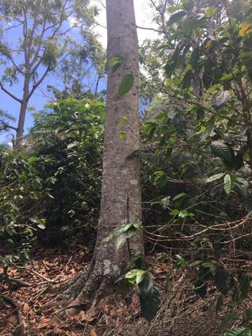 Cedro Australiano de 17 anos Manhuaçu MG - Foto 3