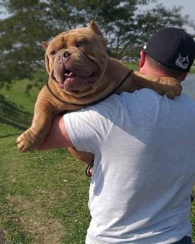 American Bully padreador a venda - Foto 2