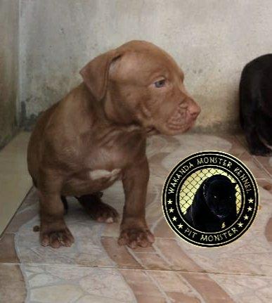 Filhotes de Pit Monster c/ Pedigree IBC - Foto 2