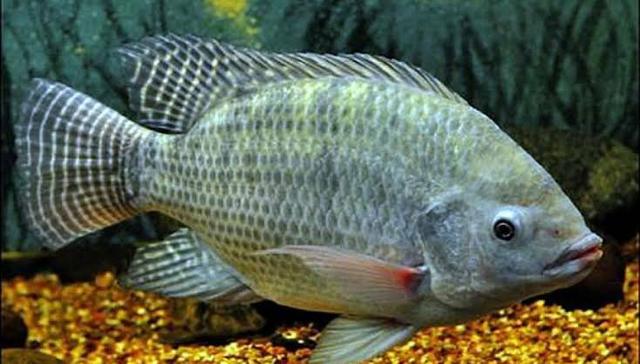Ração para peixes
