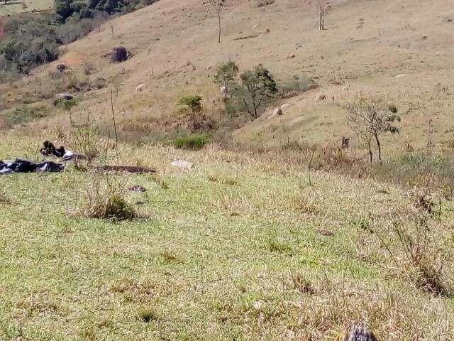 Área Guara x Cunha - Foto 10