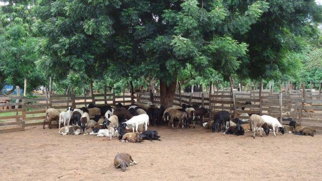 Vendo Fazenda com 250 ha, no Município de Touros - Foto 15