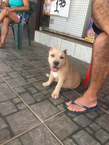 American bully - Foto 2