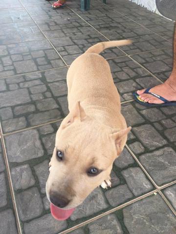 American bully - Foto 4