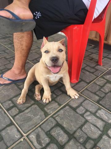 American bully