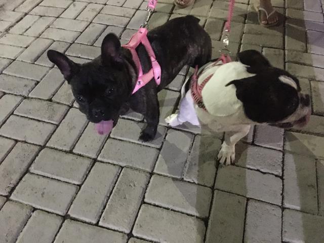 Vendo buldogue francês fêmea. - Foto 2