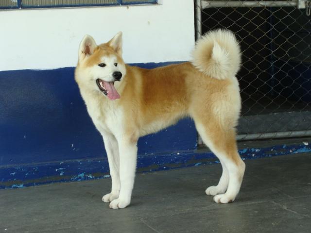 Excelentes filhotes de Akita inu - Foto 3