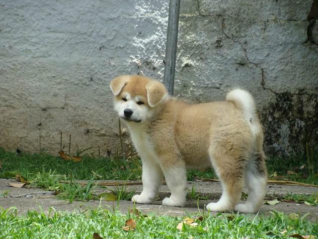 Excelentes filhotes de Akita inu - Foto 2