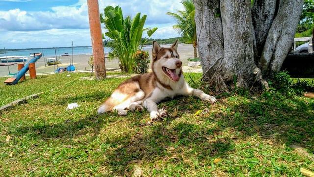 Husky Siberiano - Foto 2