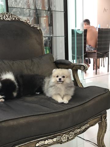 Lulu da pomerania - Foto 4