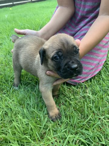 Cane Corso italiano pedigree Cbkc - Foto 5