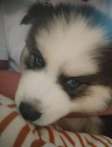 Husky siberiano