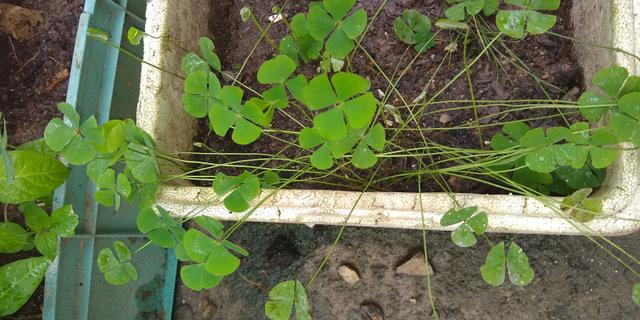 Troco plantas - plantinhas - muda - mudinhas