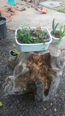 Arte em tocos, para plantas