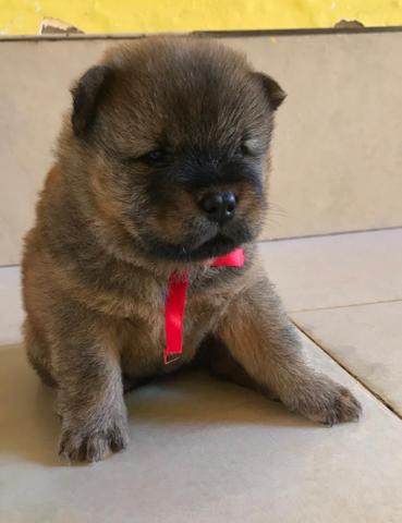 Filhotes de Chow Chow - Foto 3