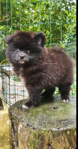 Spitz alemão macho - Foto 3