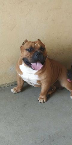 American Bully para cobertura