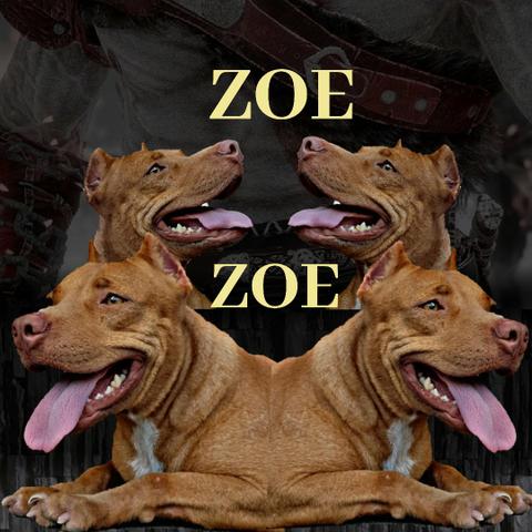 Mix/American Bully/Fêmea Disponível P/Cruza