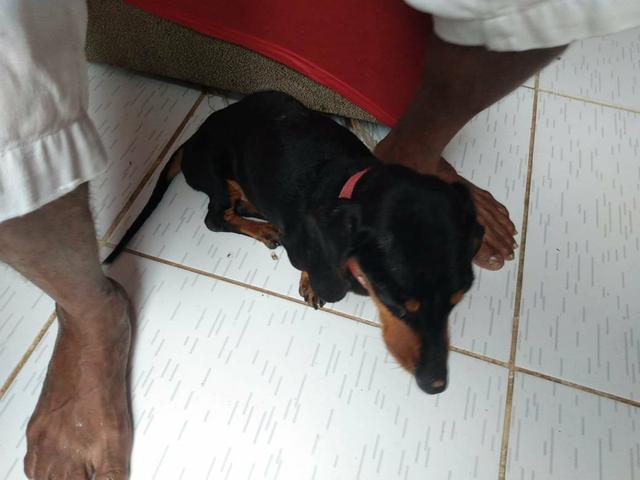 Doação responsável, cadelinha precisando de cuidados - Foto 2