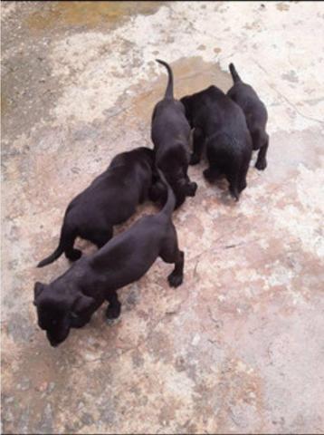 Cachorro labrador
