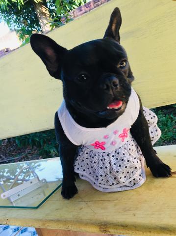 Buldog Francês