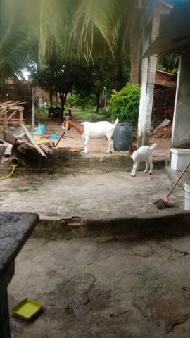 Boer cabra + cabrita