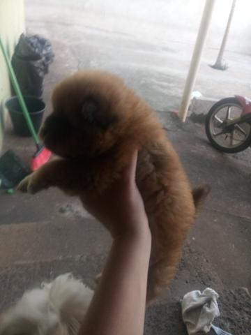 Filhote de chow chow - Foto 2