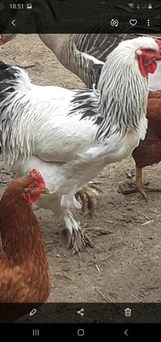 Vendo galo puro 100,00 - Foto 4