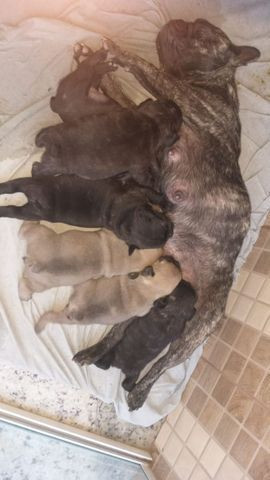 Filhotes de bulldog francês - Foto 2