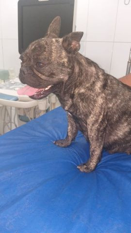 Filhotes de bulldog francês - Foto 3