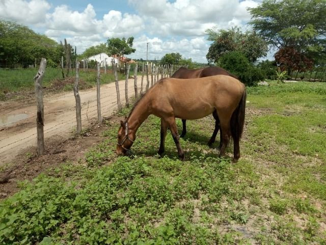 Éguas e potra QM - Foto 2
