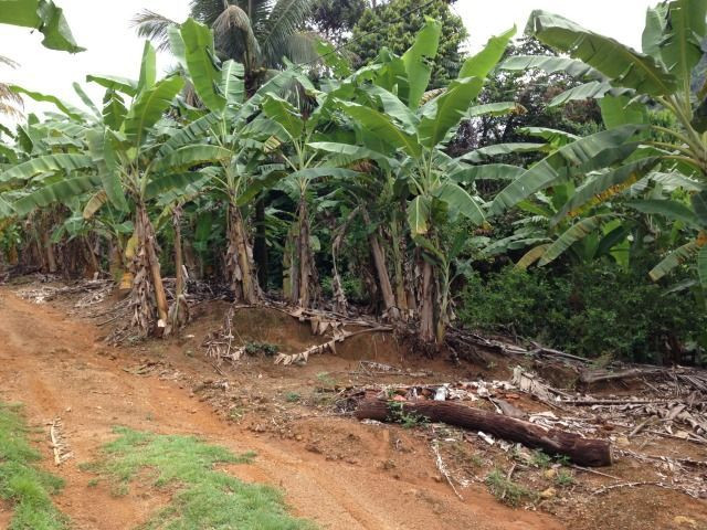 Propriedade de 5.000 m² em Cabeça Quebrada, Guarapari - Foto 18