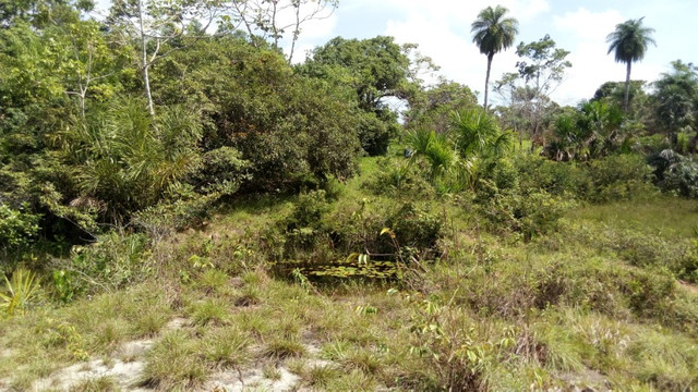  R$250.000 Terra em Marapanim-Pará com 70 hectares documentada - Foto 4