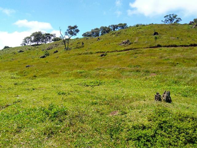 Fazenda de 123 Alqueires .40 Alq de Pasto . Guará ( Guarapuava PR ) - Foto 3