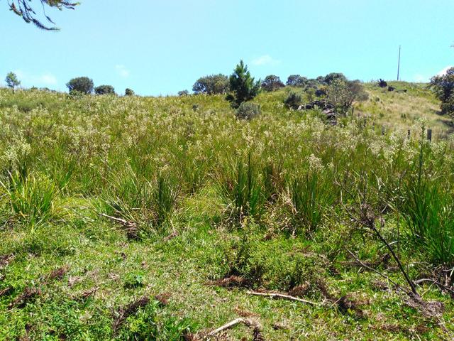 Fazenda de 123 Alqueires .40 Alq de Pasto . Guará ( Guarapuava PR ) - Foto 10