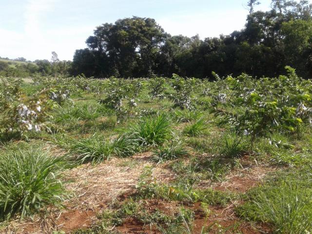 Sítio de 2 alqueires e 1 quarta em Carlópolis PR - Foto 19