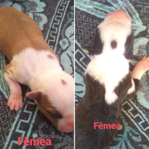 Filhotes de American Bully com Pitbull Red nose - Foto 2