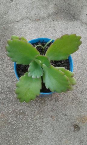 Vendo plantas